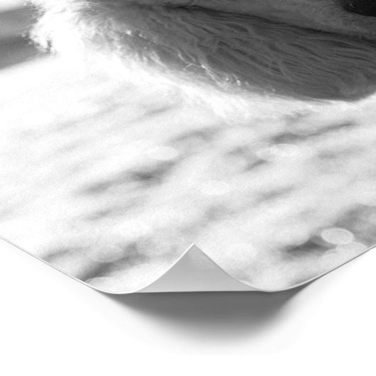 Black and White Poodle Face Puppy Eyes Poster (Hoek)