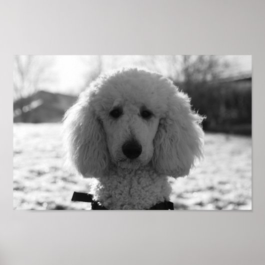 Black and White Poodle Face Puppy Eyes Poster (Voorkant)