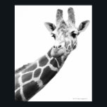 Black and white portrait of a giraffe poster<br><div class="desc">Animals->Giraffe</div>
