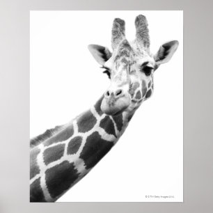 Black and white portrait of a giraffe poster