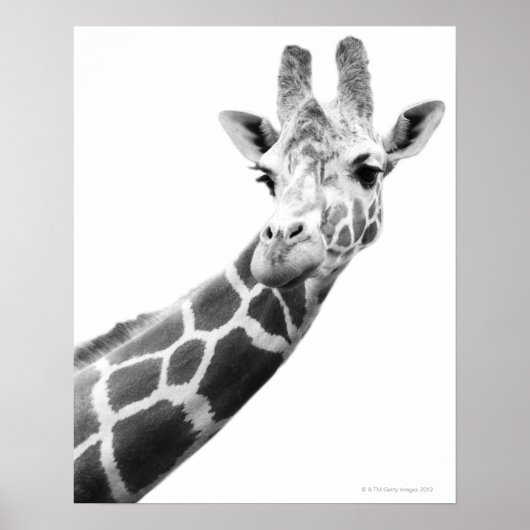 Black and white portrait of a giraffe poster (Voorkant)