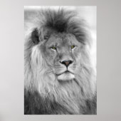 Black and white portrait of lion poster (Voorkant)