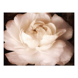 Black and White Ranunculus Flower Sepia Floral Foto Afdruk