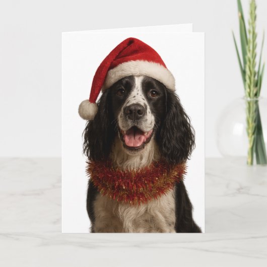Black and white Springer Spaniel Christmas card Kaart (Voorkant)