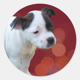 Black and White staffordshire Bull Terrier Puppy Ronde Sticker
