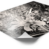 Black and White Tiger Lily Foto Afdruk (Hoek)