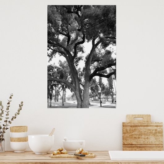 Black and White tree Poster (Keuken)
