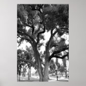 Black and White tree Poster (Voorkant)