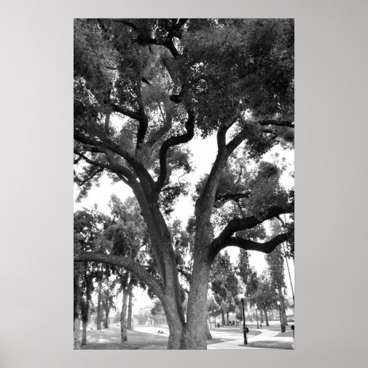 Black and White tree Poster (Voorkant)