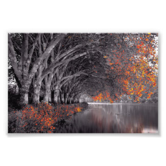 Black and White Trees. Reflection in a lake. Foto Afdruk