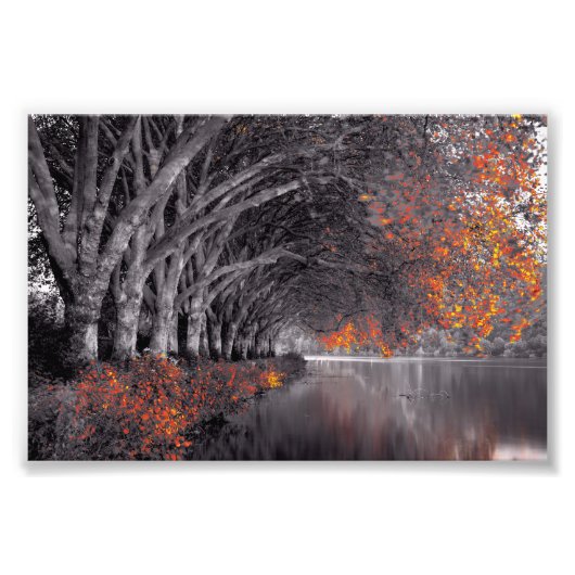 Black and White Trees. Reflection in a lake. Foto Afdruk (Voorkant)