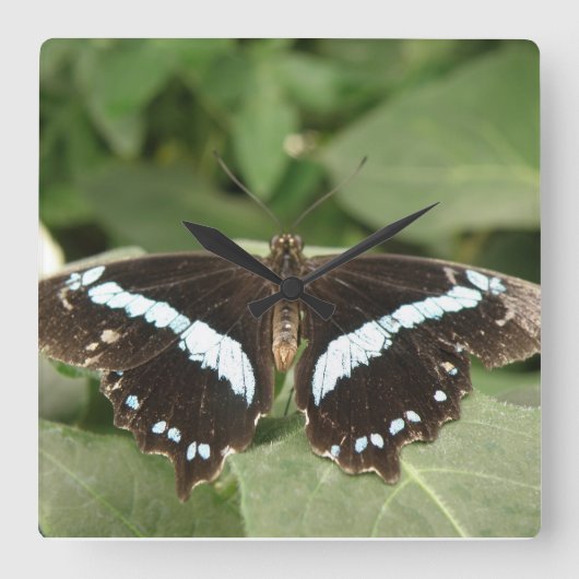 Black and White Tropical Butterfly Wall Clock Vierkante Klok (Voorkant)