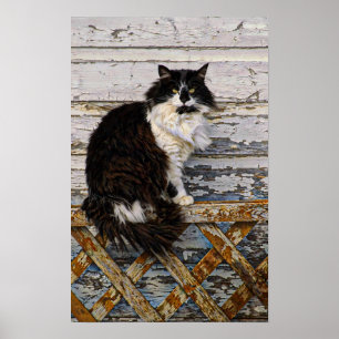 Black and White Tuxedo Tom Cat Old Fence Poster