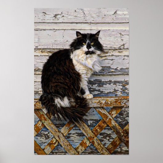 Black and White Tuxedo Tom Cat Old Fence Poster (Voorkant)