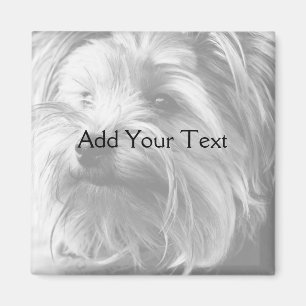Black and White Yorkshire Terrier Yorkie Magneet
