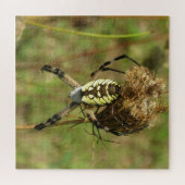 Black and Yellow Garden Spider Legpuzzel (Horizontaal)