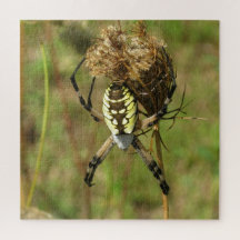 Black and Yellow Garden Spider