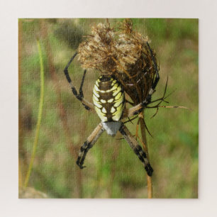 Black and Yellow Garden Spider Legpuzzel