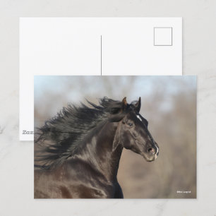 Black Andalucian Headshot Mane Fans Briefkaart