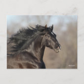 Black Andalucian Headshot Mane Fans Briefkaart (Voorkant)
