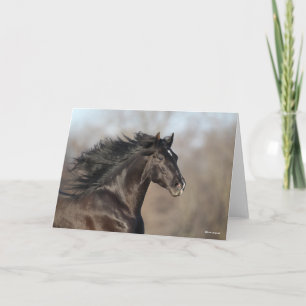 Black Andalucian Headshot Mane Fans Kaart