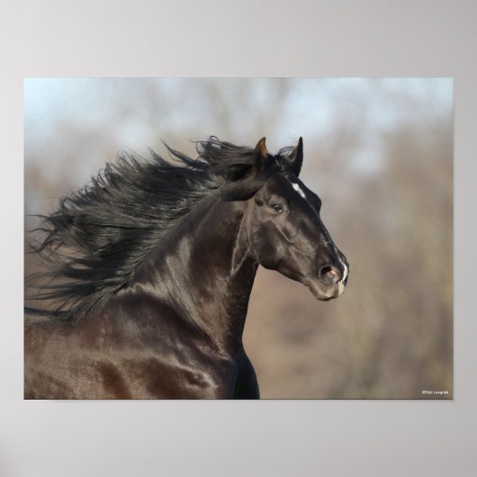 Black Andalucian Headshot Mane Fans Poster (Voorkant)