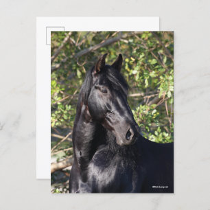 Black Andalucian Horse Standing Headshot Briefkaart