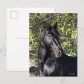 Black Andalucian Horse Standing Headshot Briefkaart (Voorkant / Achterkant)