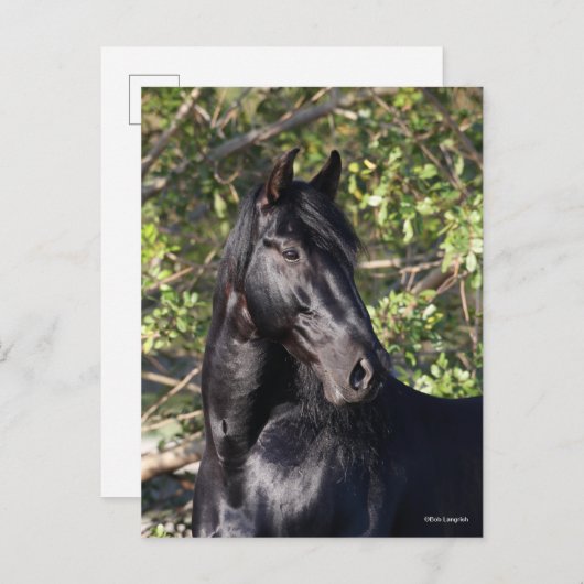 Black Andalucian Horse Standing Headshot Briefkaart (Voorkant / Achterkant)