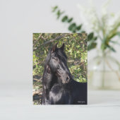 Black Andalucian Horse Standing Headshot Briefkaart (Staand voorkant)