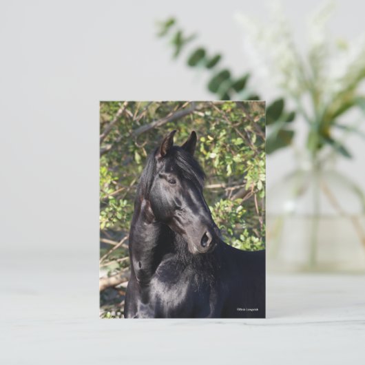 Black Andalucian Horse Standing Headshot Briefkaart (Staand voorkant)