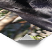 Black Andalucian Horse Standing Headshot Poster (Hoek)