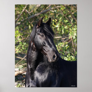 Black Andalucian Horse Standing Headshot Poster