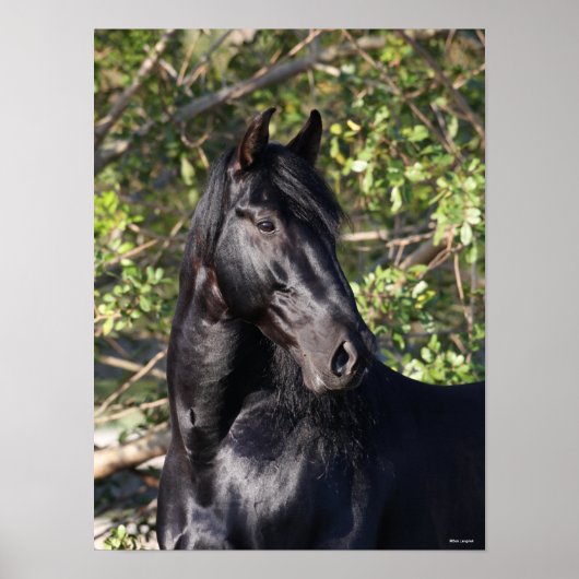 Black Andalucian Horse Standing Headshot Poster (Voorkant)