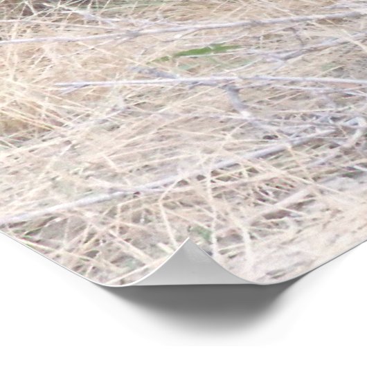 Black Angus Bull Poster (Hoek)