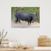 Black Angus Bull Poster (Keuken)