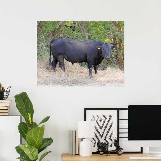 Black Angus Bull Poster (Thuiskantoor)