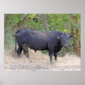 Black Angus Bull Poster (Voorkant)