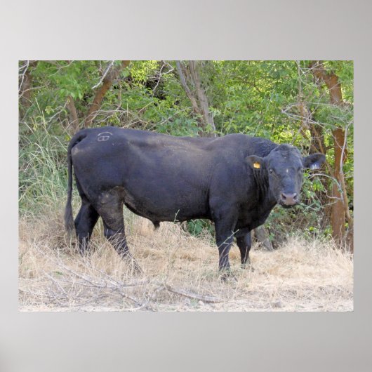Black Angus Bull Poster (Voorkant)