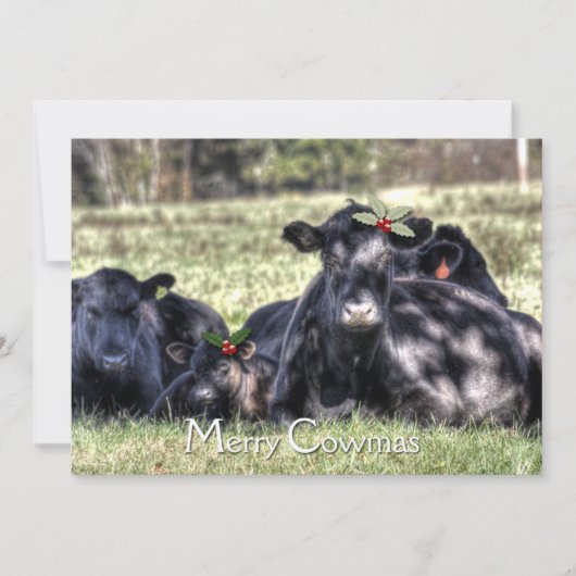 Black Angus Holly Merry Cowmas Greeting Feestdagenkaart (Voorkant)