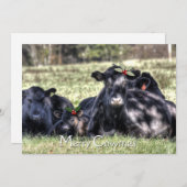 Black Angus Holly Merry Cowmas Greeting Feestdagenkaart (Voorkant / Achterkant)