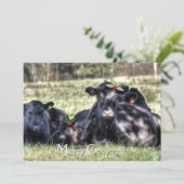 Black Angus Holly Merry Cowmas Greeting Feestdagenkaart (Staand voorkant)
