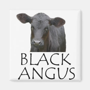 Black Angus Koe Magneet