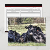 Black Angus Koeien Receptenkaarten Briefkaart (Voorkant / Achterkant)