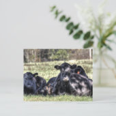 Black Angus Koeien Receptenkaarten Briefkaart (Staand voorkant)