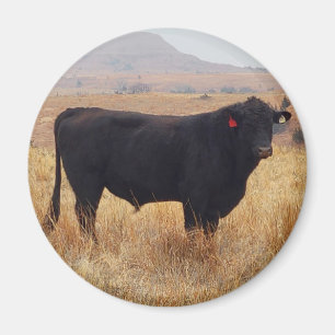 Black Angus Steer Grazing met zijn herd Magneet