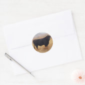 Black Angus Steer Grazing met zijn herd Ronde Sticker (Envelop)