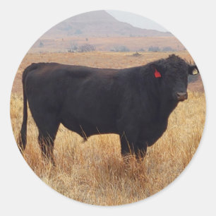 Black Angus Steer Grazing met zijn herd Ronde Sticker