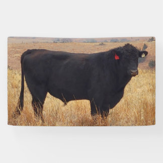 Black Angus Steer Grazing met zijn herd Spandoek