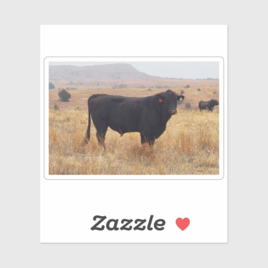 Black Angus Steer Grazing met zijn herd Sticker (Vel)